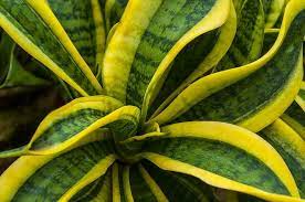 One of the best snake plant health benefits is making its small contribution to get rid of toxic air pollutants. 10 Benefits Of Snake Plant Ten Benefits
