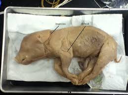 Muscular Fetal Pig Dissection