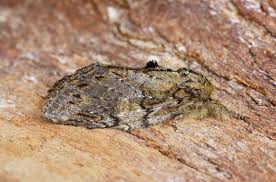 Image result for Peridea anceps