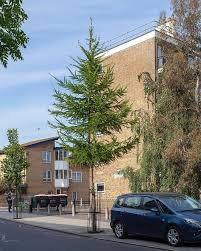 The Street Tree 2019 Larix Decidua Via Instagram Com Street Trees Street Instagram