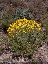Santolina Chamaecyparissus Santoline Grise Plantes Pour Jardin Sec Fleurs Jaunes Feuille Persistante Plante