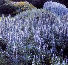 Image result for Echium