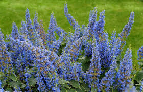 Image result for Coleus thyrsoideus