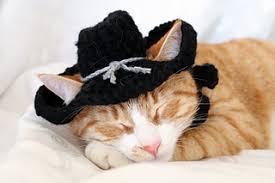 Cat cowboy with western cowboy hat and bandanna vector. Ravelry Cowboy Hat For Cats Pattern By Rebecca Davis