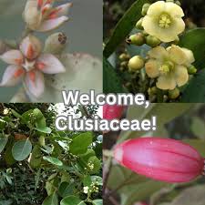 Image result for Clusiaceae