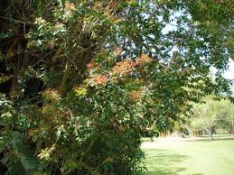 Image result for Galpinia transvaalica