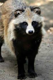 The Raccoon Dog Indigenous To East Asia Is A Basal Canid Species Resembling Ancestral Forms Of The Family Along With T Unusual Animals Animals Rare Animals