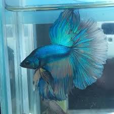 Betta Fish Fancy Blue Hm Male Betta Fish Betta Cute Fish
