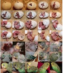 Como Nace Un Periquito Aves De Compania Periquitos Aviario
