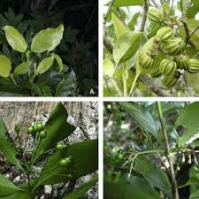 Image result for Coptosperma zygoon