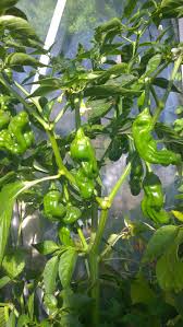 Annuum, is an heirloom chili pepper that is best known for its unusual shape. Peter Pepper Hen Island