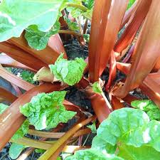 Reussir La Rhubarbe C Est Facile Jardinage Potager Jardin Facile Et Jardin Permaculture