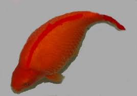 Betta fish can get sick easily but most betta fish diseases are curable. 15 Common Betta Fish Diseases With Pictures Prevention And Treatment Pethelpful