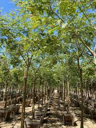 Image result for Tipuana