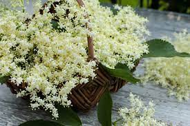 Check spelling or type a new query. Elderflower Sources Health Benefits Nutrients Uses And Constituents At Naturalpedia Com