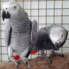 Birds For Sale In Ohio Cite African Grey Parrots Al Mubarraz Classifieds Post Free African Grey Parrot African Grey