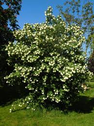 Die langen neuen triebe sind nicht sehr standfest und lassen nach regenschauern oft die blütenköpfe. Gefullter Schneeball Echter Schneeball Roseum Viburnum Opulus Roseum Baumschule Horstmann