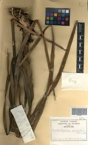 Image result for Ancistrorhynchus clandestinus