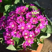 Image result for Cineraria deltoidea