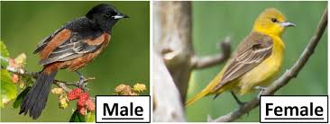 The species is generally considered monogamous, although evidence. Orioles In Michigan 2 Species W Range Maps Bird Watching Hq