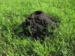 We did not find results for: 11 Kill Fire Ants Ideas Fire Ants Ants Kill Fire Ants