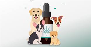 cbd oil for dogs 6 benefits side effects and dosage chart