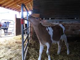 See if you qualify for a va loan. How To Start A Farm Your Complete Guide To Success