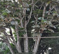 Image result for Musanga