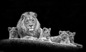 Black And White Lion And Lioness Picture Photo Lion Family By Marco Hofmann On 500px Lion Family Lion Lion Lioness