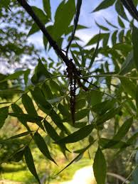 Image result for Carya illinoinensis