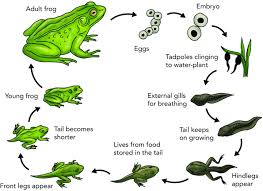 Frog Transparent Egg Frog Life Cycle Chart Download