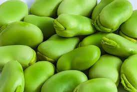 Image result for Vicia faba
