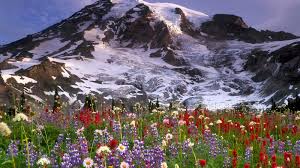 Please contact us if you want to publish a laptop 4k nature. Flowers And Ice Mountains Full Hd Nature Wallpaper For Laptop