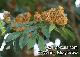 Image result for Cynometra alexandri