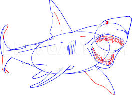 We did not find results for: How To Draw A Great White Shark Step By Step Drawing Guide By Dawn Dragoart Com