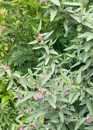 Image result for Melochia