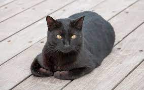 450 Gothic Cat Names Perfect For Black Cats Petpress