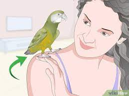 How To Care For A Bird (With Pictures) - Wikihow