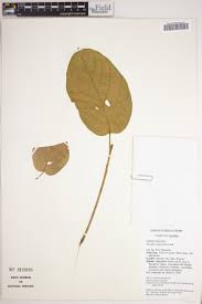 Image result for Hermannia boraginiflora