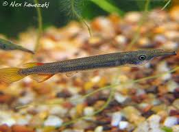 Resultado de imagem para peixe agulha