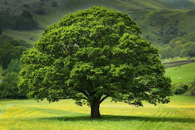 Oak tree