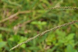 Image result for Sporobolus natalensis