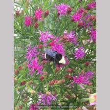 Image result for Vernonia schlechteri