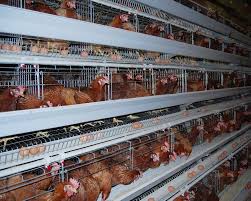 Maybe you would like to learn more about one of these? Starting Poultry Egg Farming Business Plan Pdf Startupbiz Global