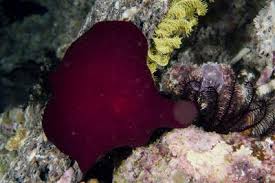 Image result for Pleioceras gilletii