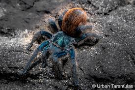 Image result for Amauropelta bergiana