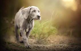 Download Wallpapers Weimaraner Puppies Pets Small Gray Dog Gray Puppy Besthqwallpapers Com Grey Dog Cute Labrador Puppies Weimaraner