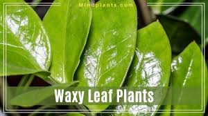 Check spelling or type a new query. 15 Plants With Waxy Leaves Outdoor Indoor