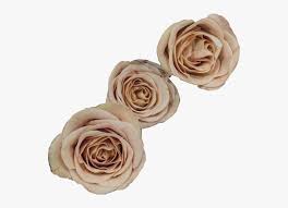 Aesthetic Aesthetics Beigeaesthetic Beige Frases Brown Flower Png Aesthetic Transparent Png Kindpng Including transparent png clip art, cartoon, icon, logo, silhouette, watercolors, outlines, etc. brown flower png aesthetic transparent