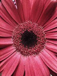 Pink Gerbera Daisy Favorite Flower Gerberas Plantas Flores Preciosas
